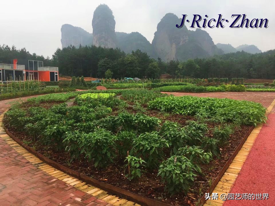 城市蔬菜园景观设计,蔬菜花园造型