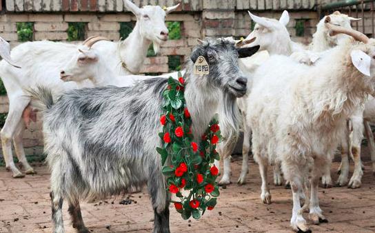 38万可以做什么,38万能做什么