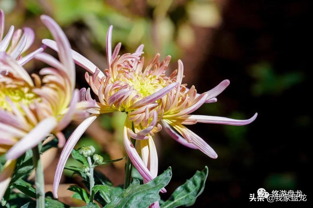 100张照片一百种幸福,100张图片带你去云南