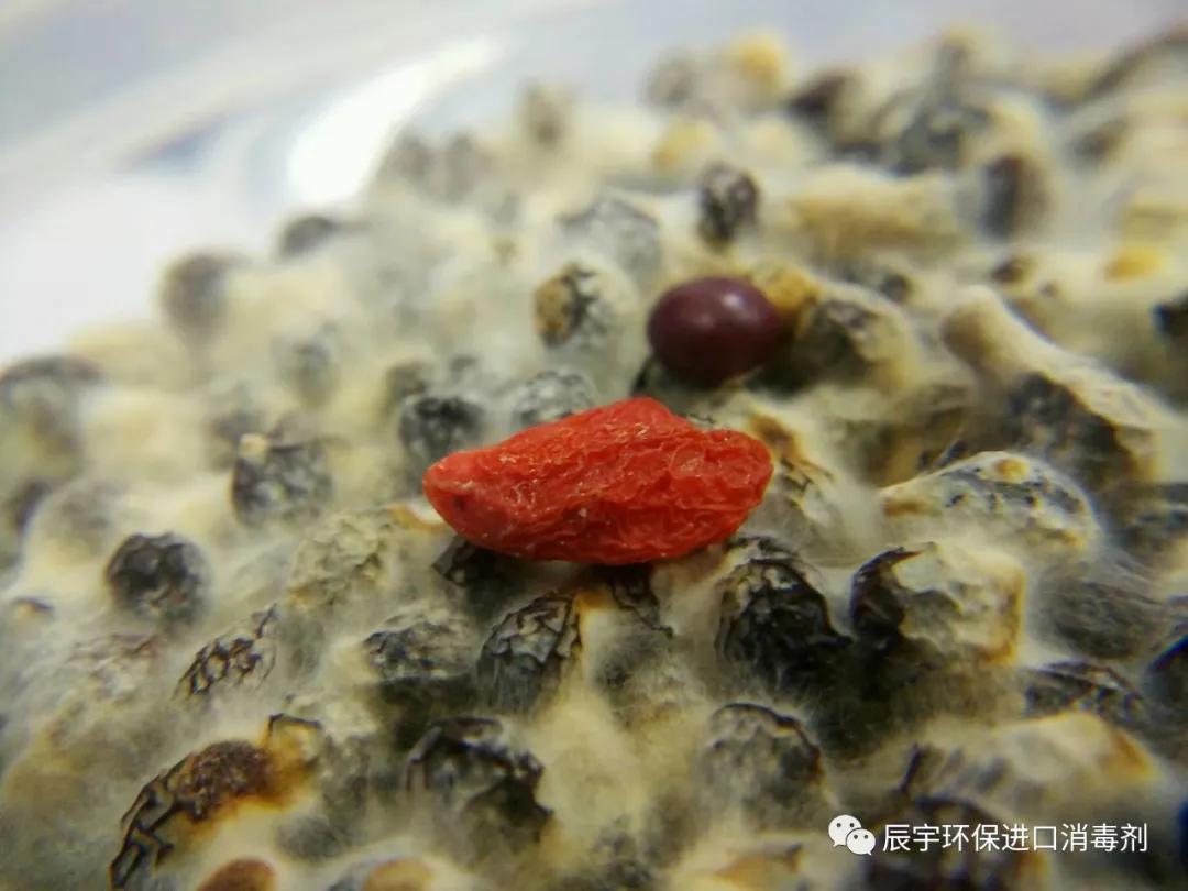 食品厂酵母菌超标是什么导致的,糕点食品厂霉菌超标如何解决