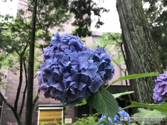 山崎白川威士忌区别,山崎威士忌介绍