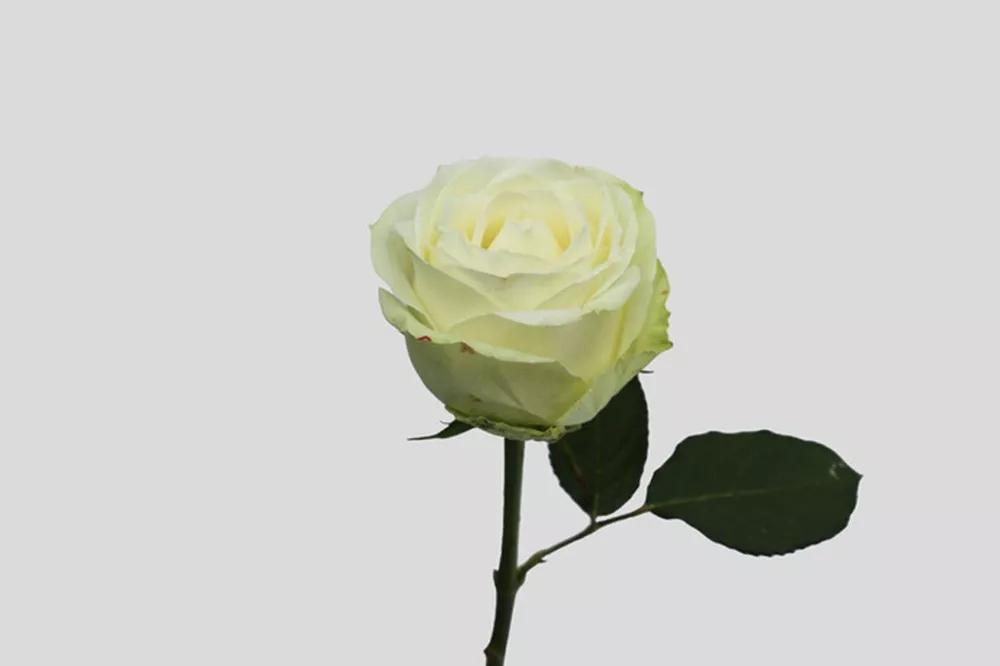 花店必备的5款玫瑰,花店最常用什么品种的玫瑰花