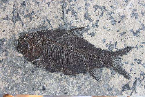 有龙的地方简介,有龙的地方景区