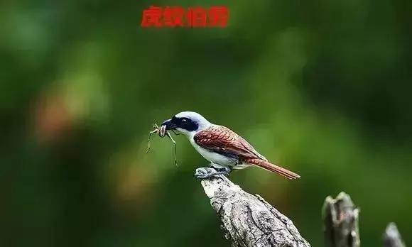 伯劳鸟饲养,没睁眼的伯劳怎样饲养