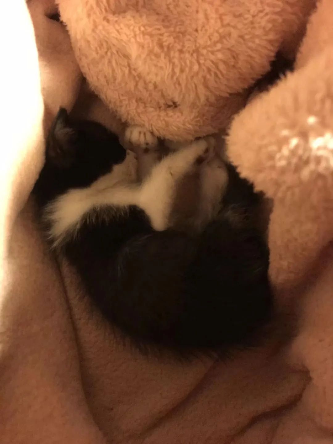 毛孩子散步回家,毛孩子去新家从此不再流浪