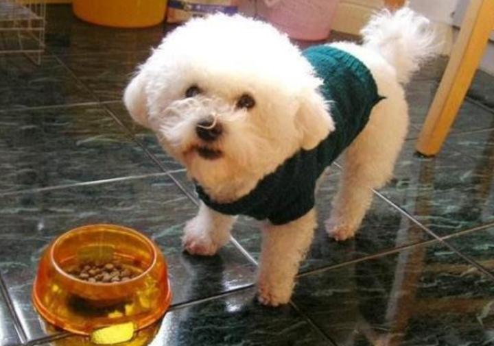 比熊犬为什么有水锈,比熊犬泪痕比较重怎么治