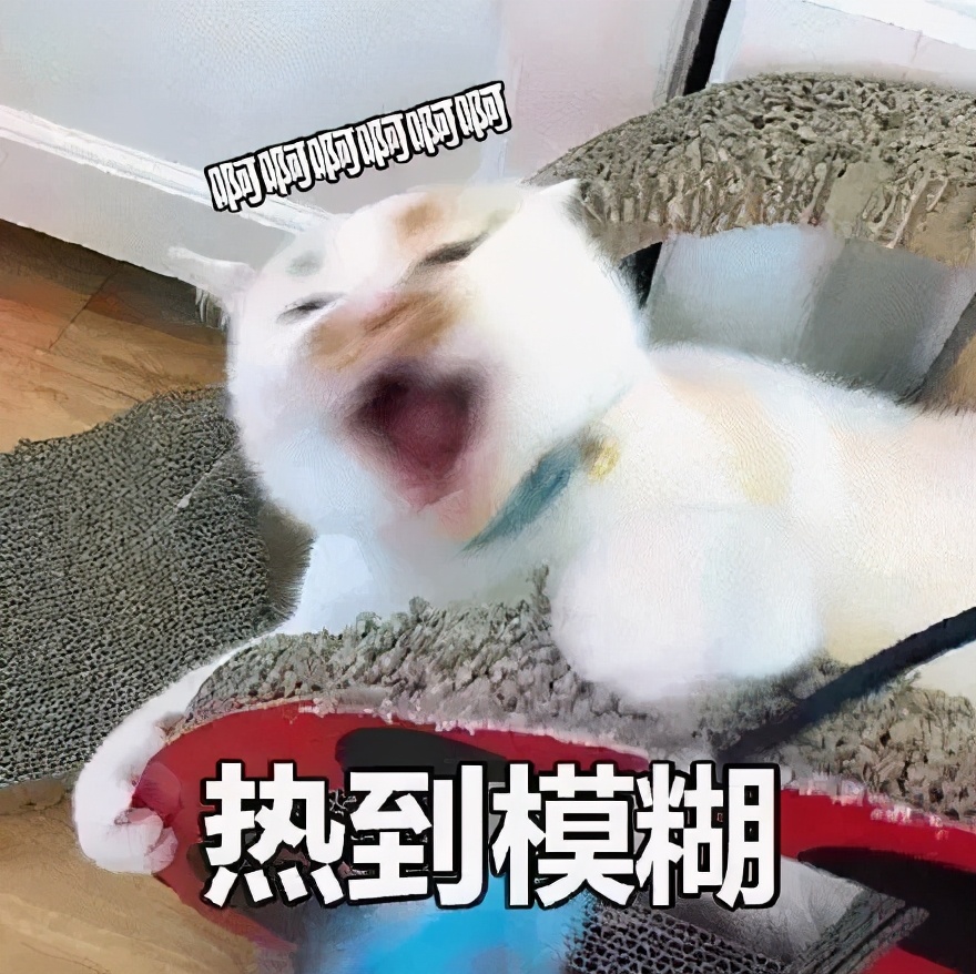 夏天猫咪中暑视频,炎炎夏日猫咪应该怎么安全度过