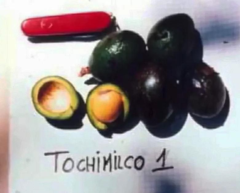 各种蔬菜水果祖先的样子,各种蔬菜祖先