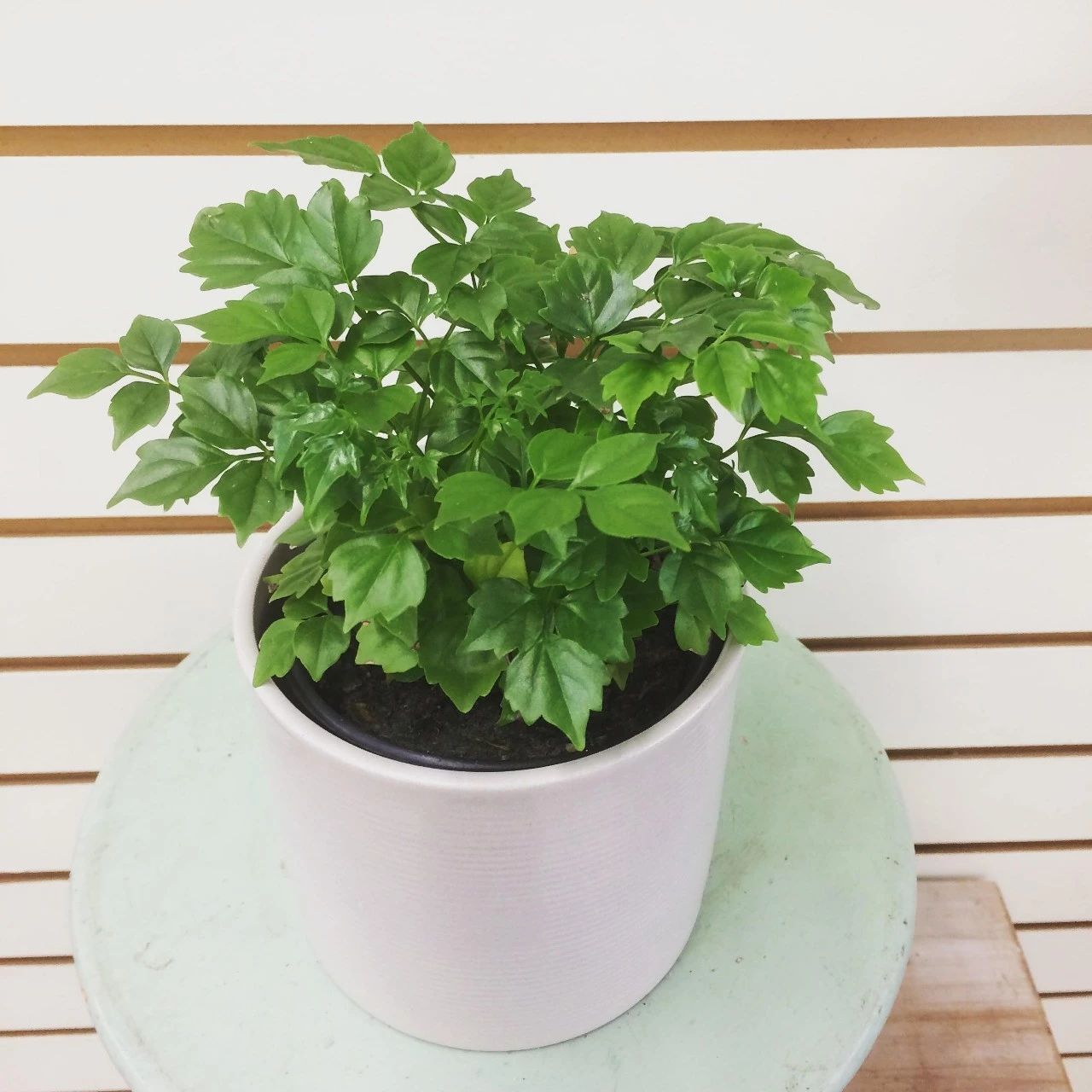 幸福树可以提高空气湿度吗,幸福树可以增加空气湿度吗