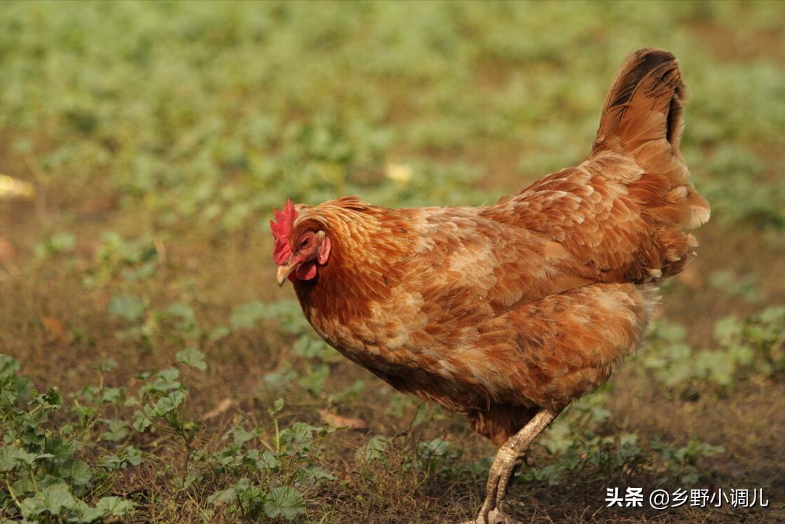 哪五种蔬菜不能吃,你知道哪三种蔬菜不能喂鸡吗