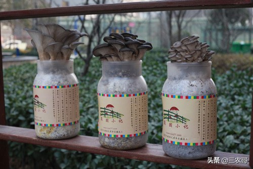 农村现在挣钱的门路有哪些,农村不起眼的挣钱门路有什么