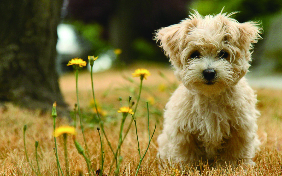 细小能治的概率有多少,得细小治好的几率