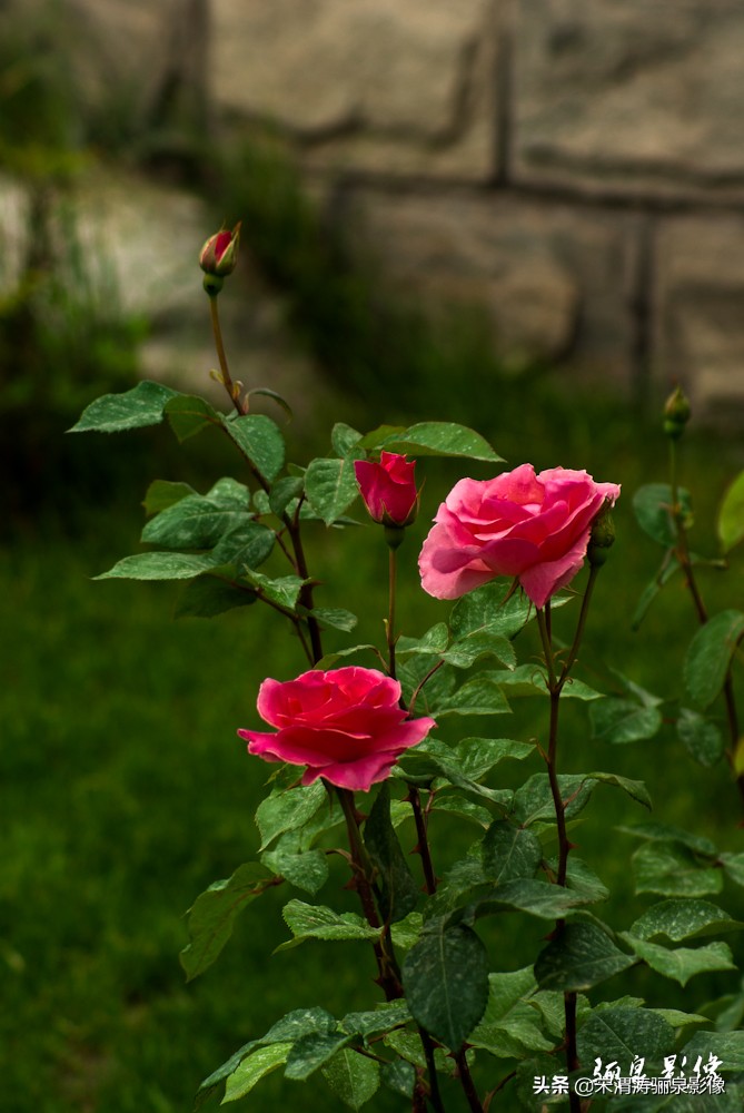 摄影家协会会员如何申请加入,如何申请成为中国摄影家协会