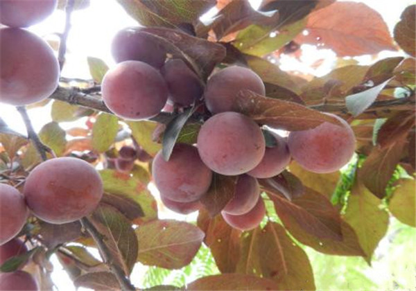 红叶李光雾扦插多长时间浇一次水,红叶李扦插繁殖技术图解大全