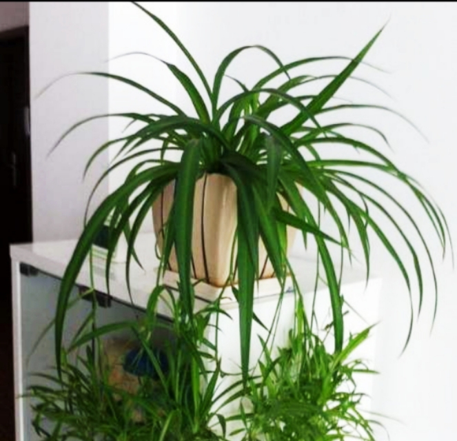 适合青年人养的绿植,适合懒人养的绿植非常容易活