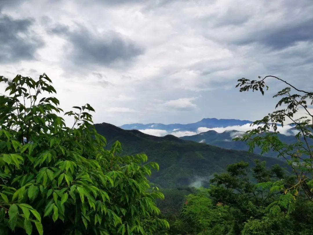 大自然生态农场有机蔬菜,炎炎夏日新鲜水果等你来品尝