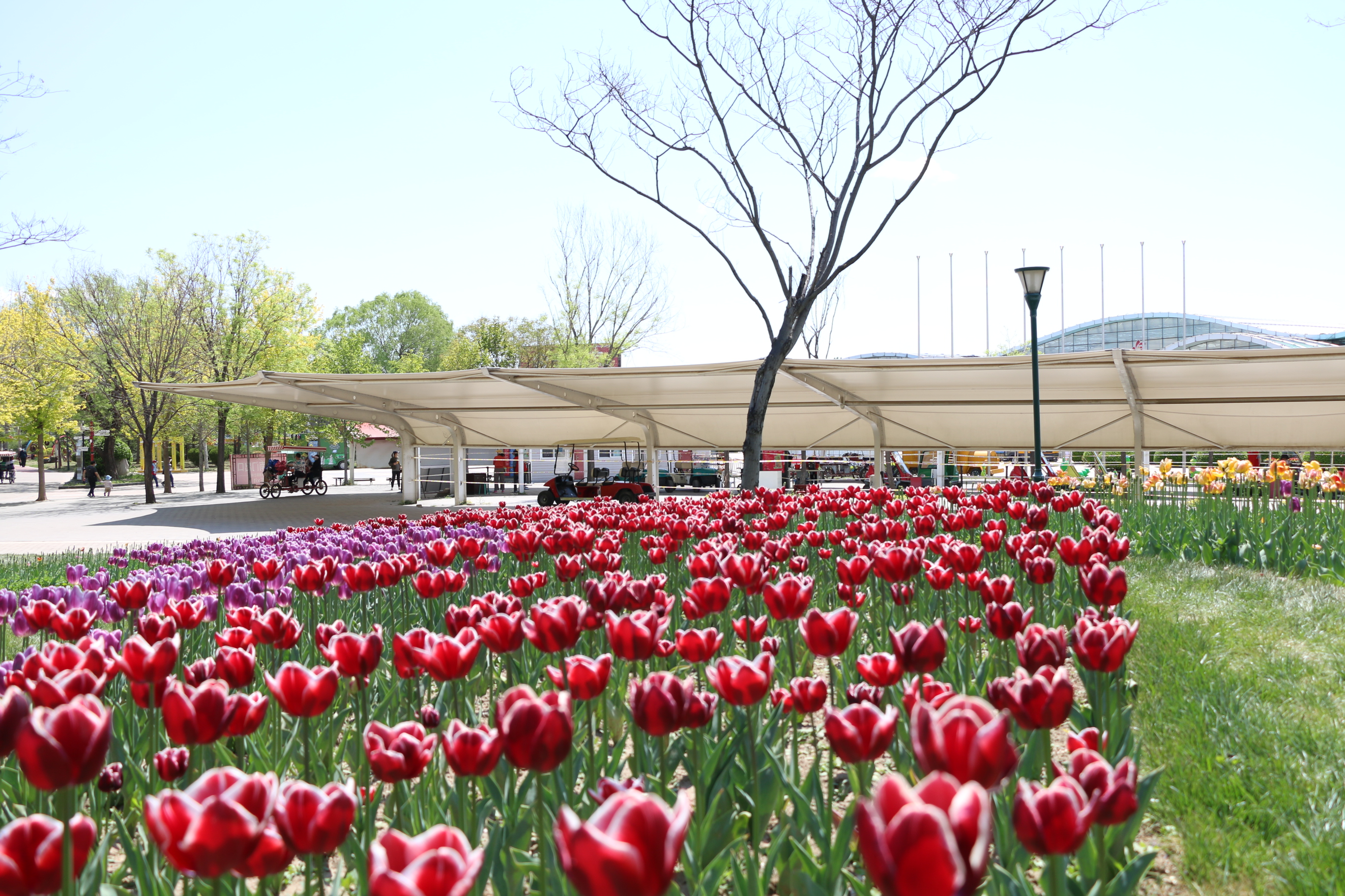 游北京国际鲜花港体会,游北京国际鲜花港需要多长时间