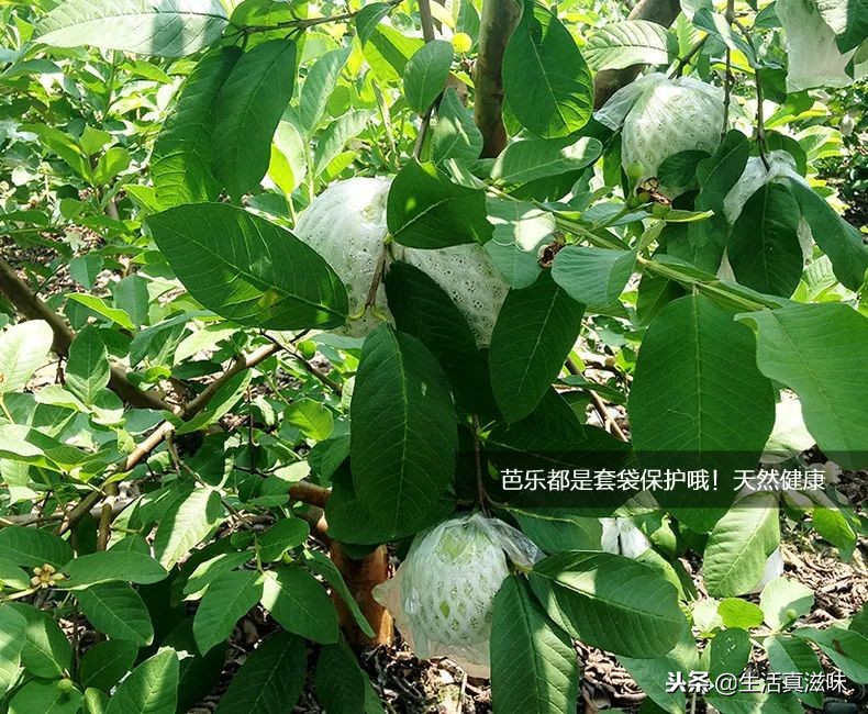 番石榴营养丰富的热带水果,番石榴香甜的还是脆甜的最好吃