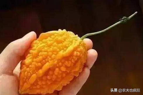 产自印度的食材,原产印度的农作物