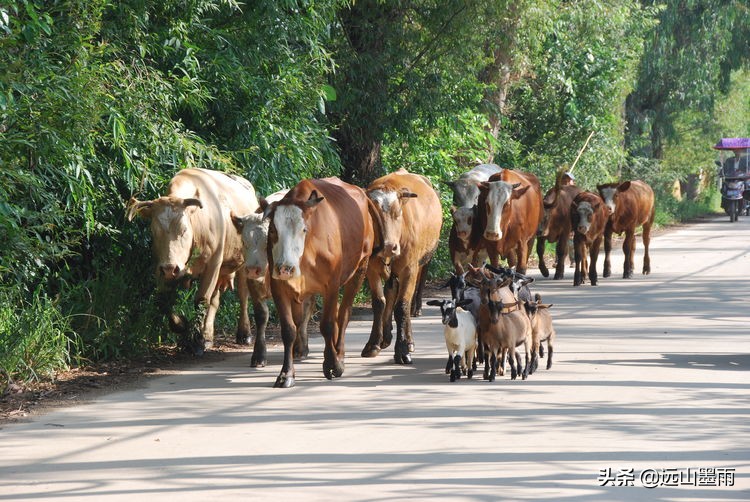 昆明嘉丽泽小镇旅游,昆明嘉丽泽水乡