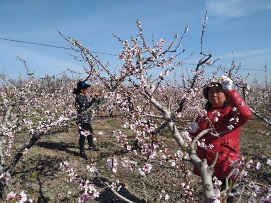 潍坊安丘：十万亩桃花盛开待客来