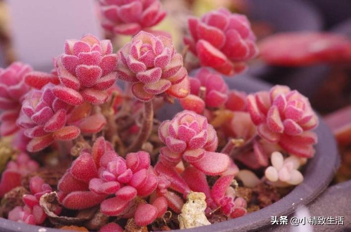 盘点6种适合秋天养的多肉,适合一年四季阳台养的多肉植物