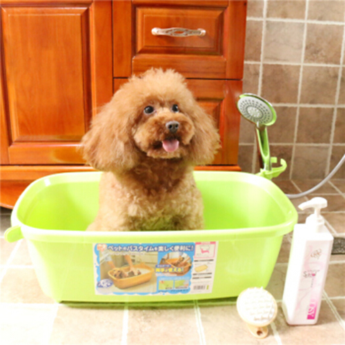 泰迪狗毛少吃什么最好,泰迪毛少吃什么狗粮