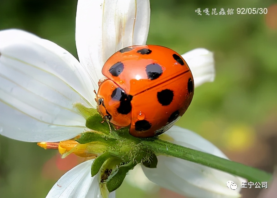 夏播玉米虫害图片大全,玉米虫害图谱高清大图