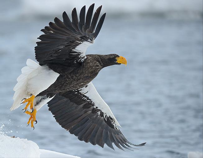 东江揽胜:收集常见鸟类图谱之猛禽篇,摄鸟人自留地,建议收藏