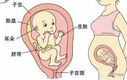 孕期周刊35周,孕期周刊第14周