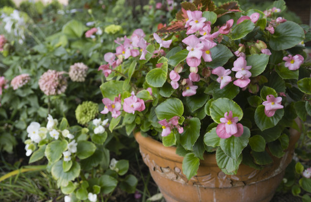 四季海棠各种颜色重瓣,好养好看大花重瓣四季海棠