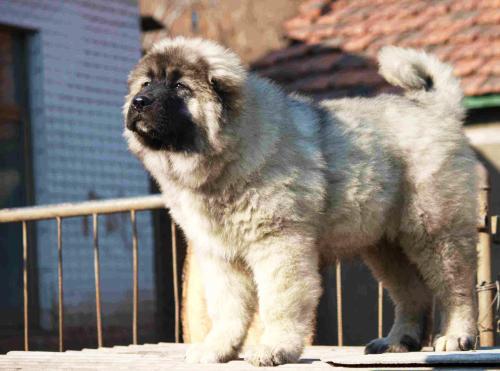 十种烈性犬,这七种烈性犬遇到千万要避开