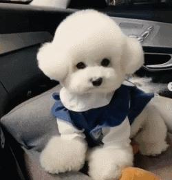 狗狗能剖腹产几次,狗狗剖腹产需要注意什么