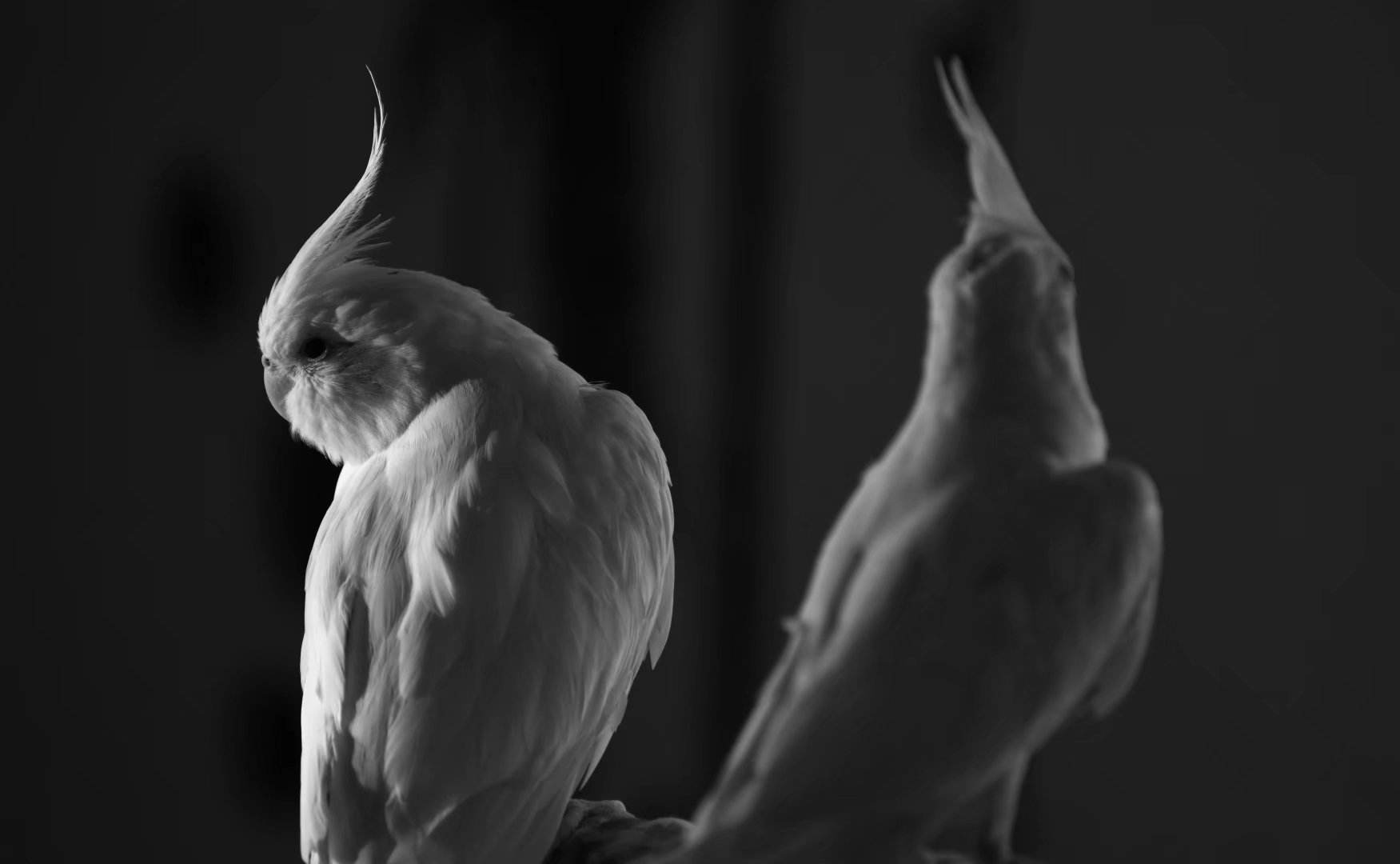 国外可以饲养的鹦鹉大全,澳洲养鹦鹉种类有哪些