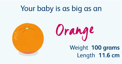 怀胎十月，胎儿悄悄长大，孕妈慢慢变胖，几张图片诠释发育过程