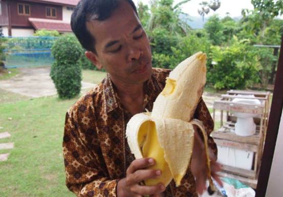 世界最大的芭蕉树,世界上最大芭蕉果的视频