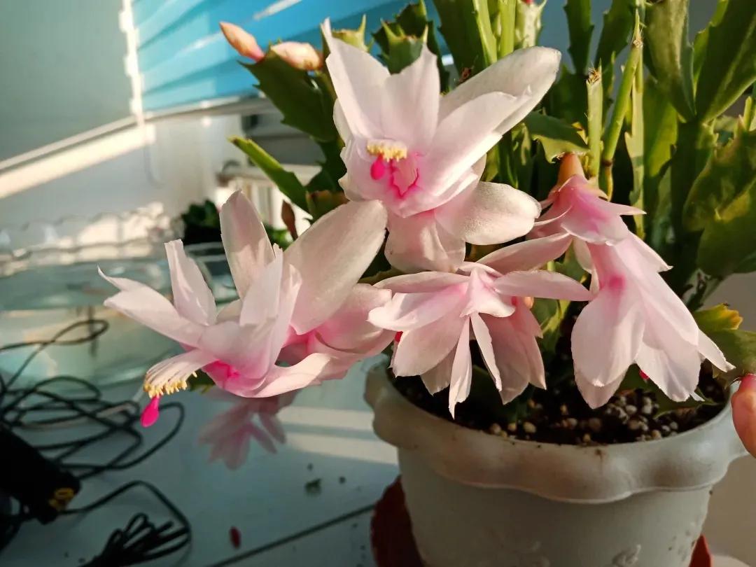 蟹爪兰一盆3个颜色,蟹爪兰100品种图片