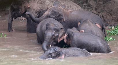 云南15头亚洲象最终落脚点,15头亚洲象一路向北进入云南