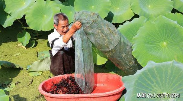 家里养小龙虾怎样养才是最佳,稻田无环沟养小龙虾怎么养