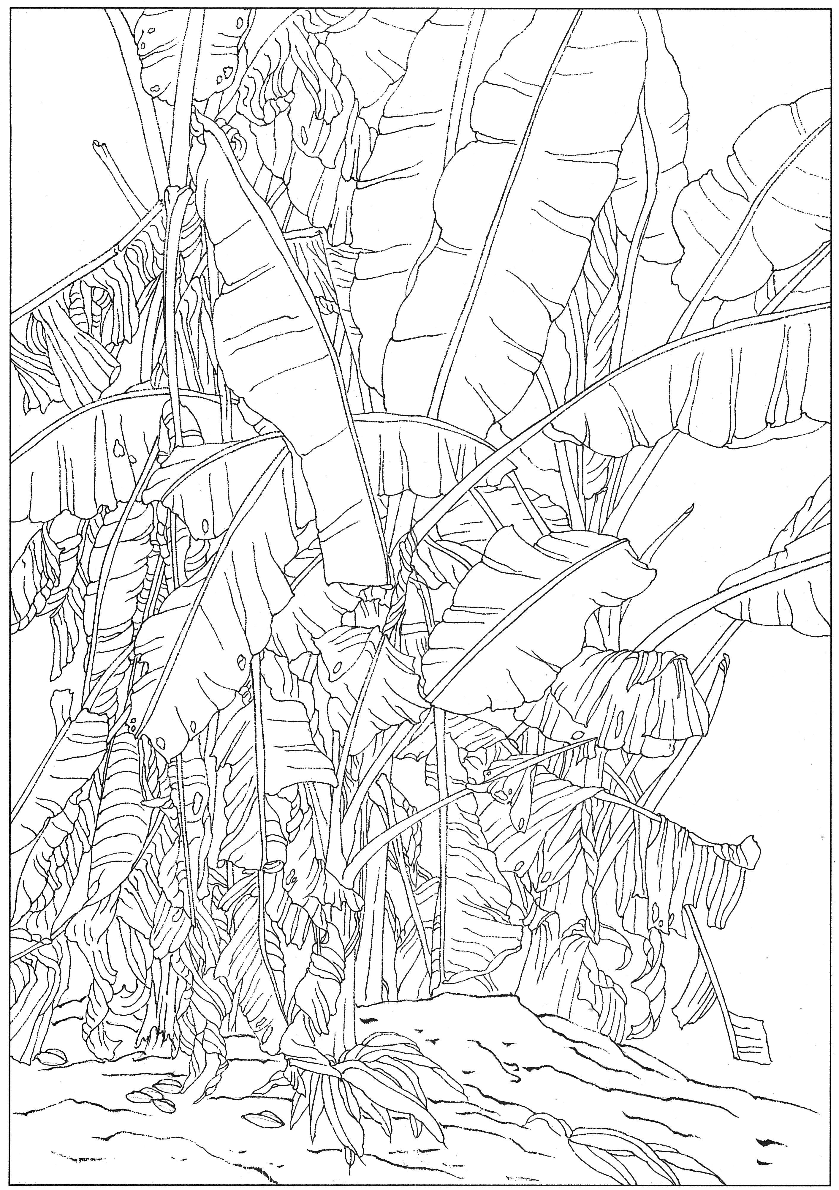 徐渭国画芭蕉作品,临摹徐渭墨梅芭蕉图