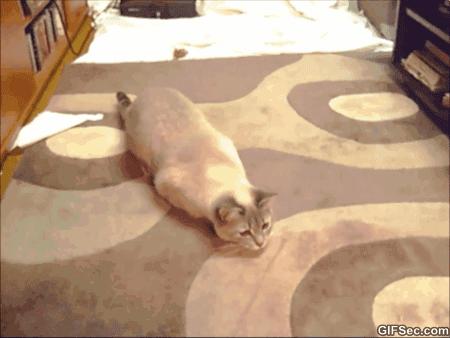 最毒的毛毛虫是哪一只,史上十大最毒毛毛虫排行榜