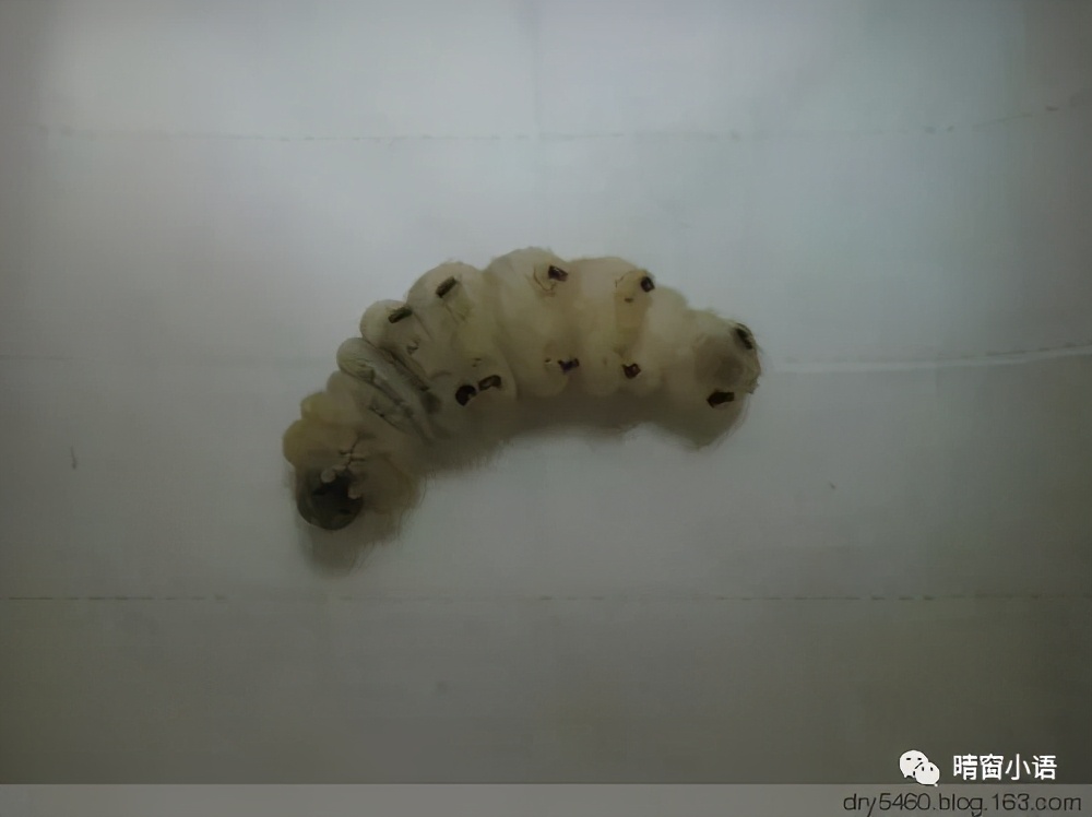 养蚕记怎么写三年级200字,蚕化蛹为蝶的过程总结