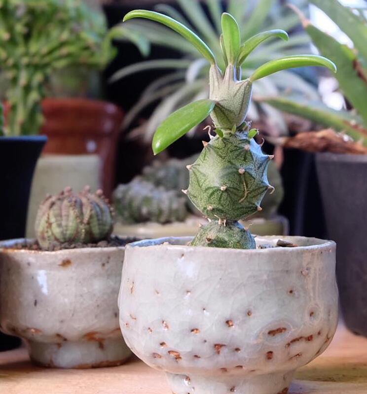 仙人笔怎么养,仙人笔多肉大冠幅