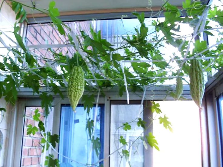 苦瓜开花坐果长不大怎么回事,苦瓜为什么老是开雄花不开雌花