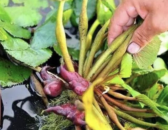 最可爱又好养的水生植物,可爱又好养的水生植物