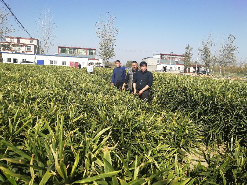 新蔡县河坞乡：生姜种植户年收入100多万元