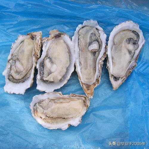 大连鱼市海鲜贝类品种,大连贝类海鲜图片大全