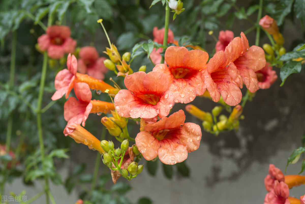 100种常见园林图鉴,列举20类不同的园林花卉