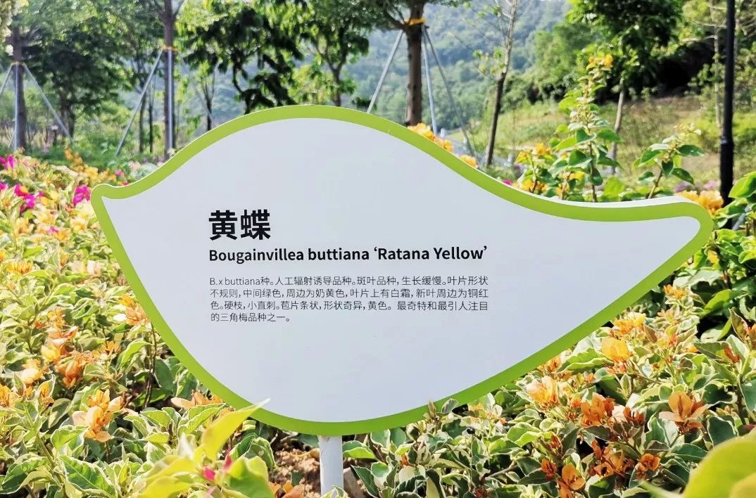 深圳最美簕杜鹃谷公园花海,宝安区花海赏花景点