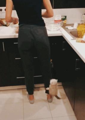 有哪些品种的猫咪性格特别黏人,各种猫咪性格特点